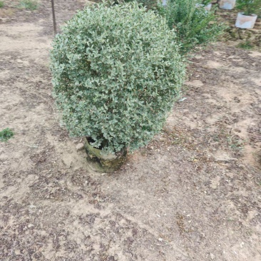 花叶女贞球60-1米高大量出售