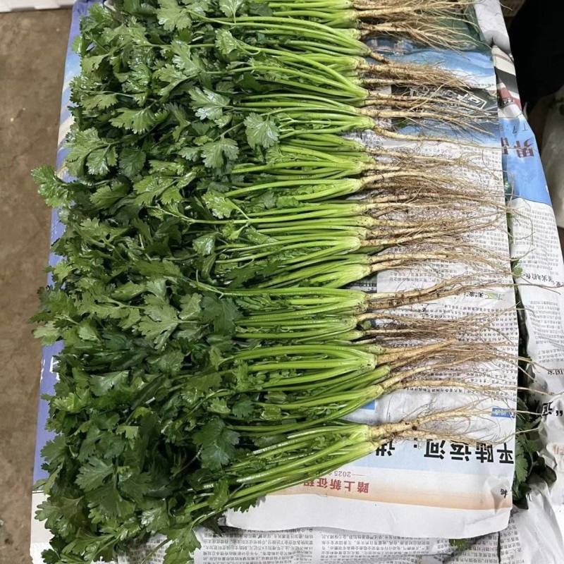 精品香菜