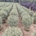 花叶女贞球60-1米高大量出售