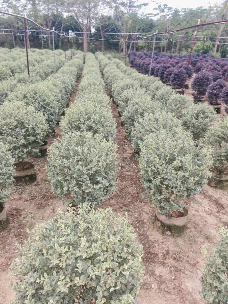 花叶女贞球60-1米高大量出售