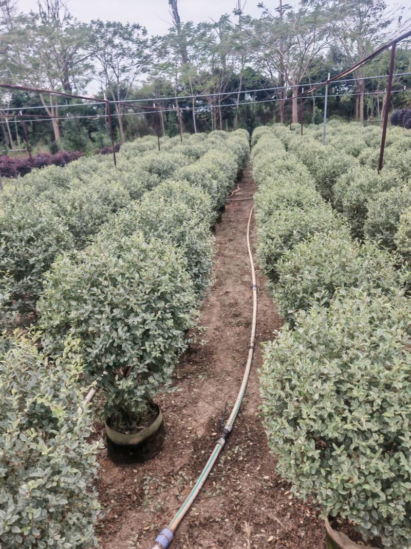花叶女贞球60-1米高大量出售