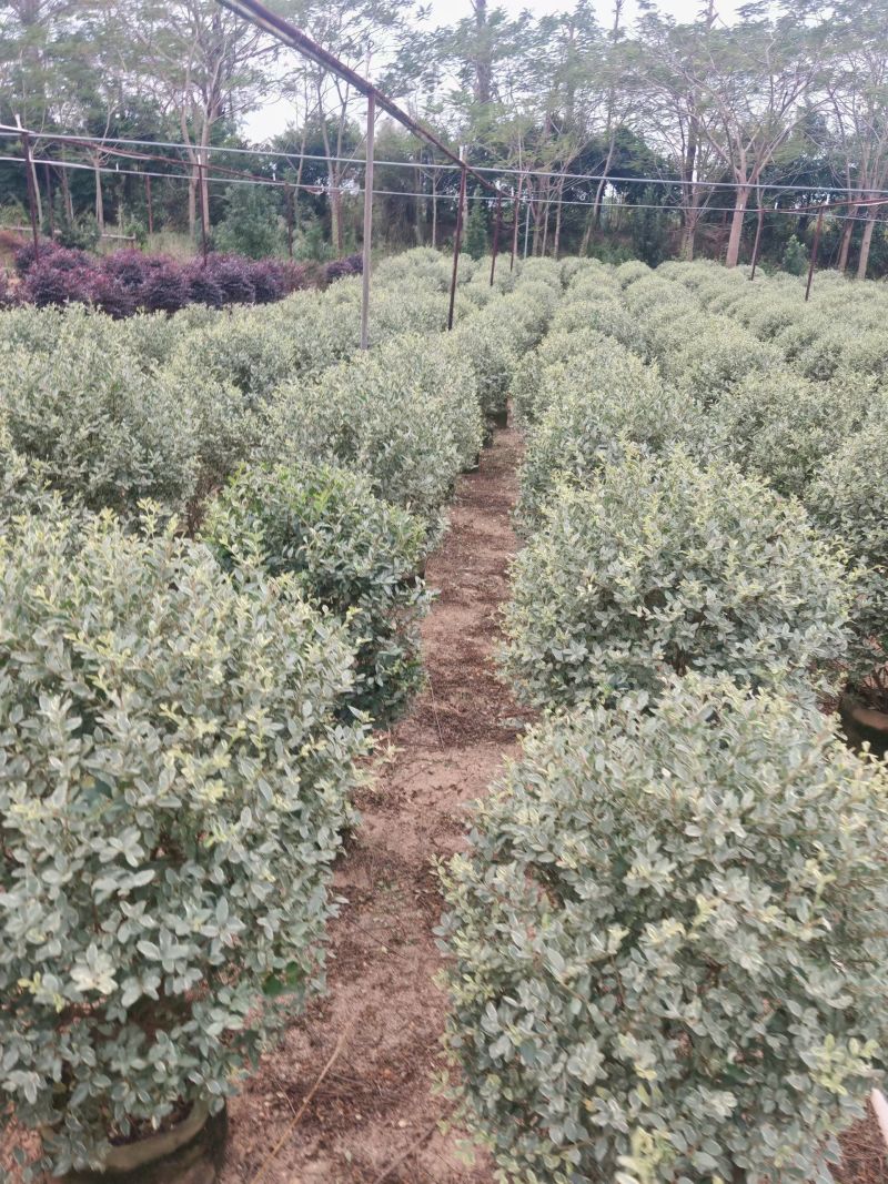 花叶女贞球60-1米高大量出售