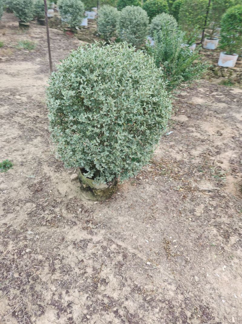 花叶女贞球60-1米高大量出售