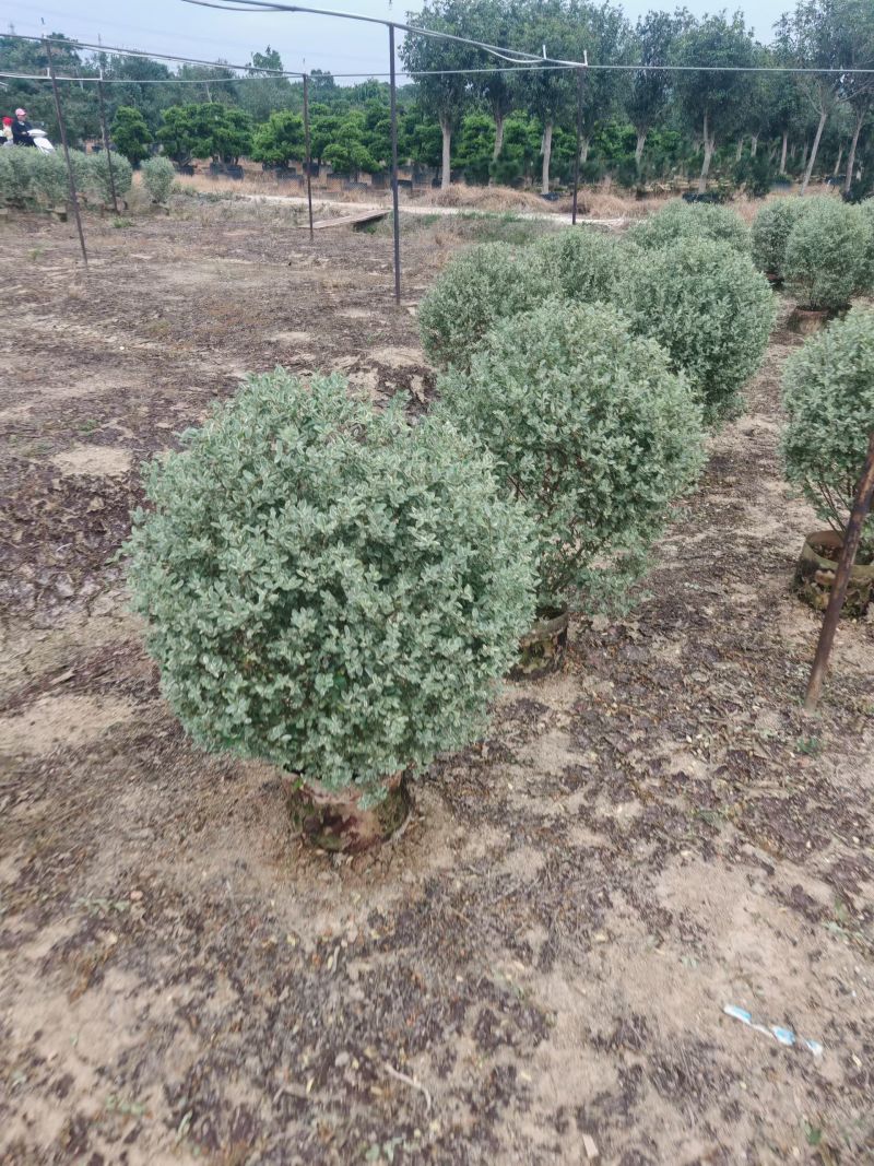 花叶女贞球60-1米高大量出售