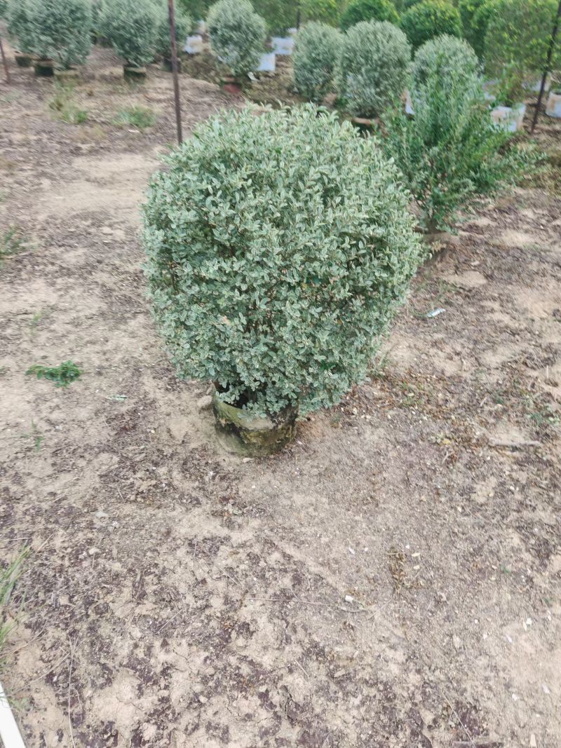 花叶女贞球60-1米高大量出售