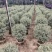 花叶女贞球60-1米高大量出售