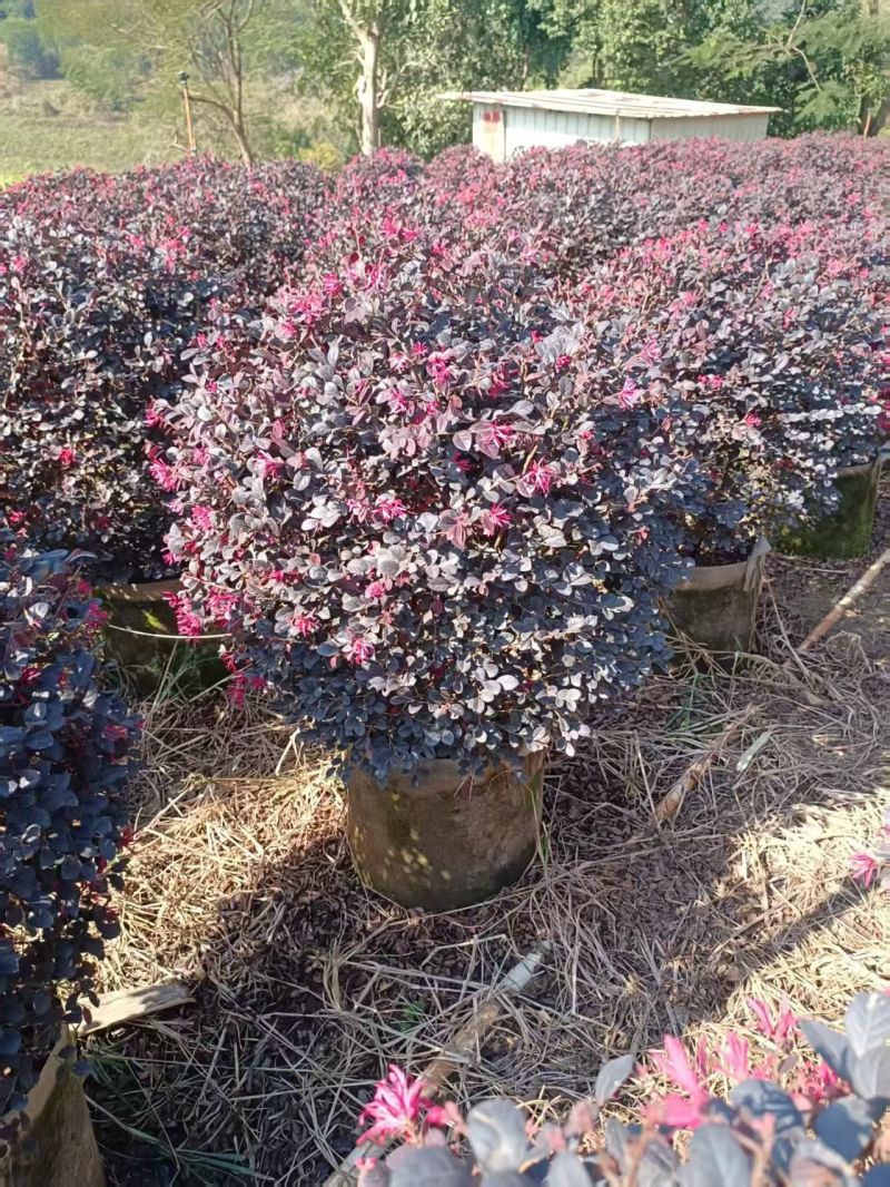 60-1米高红继木球大量出售