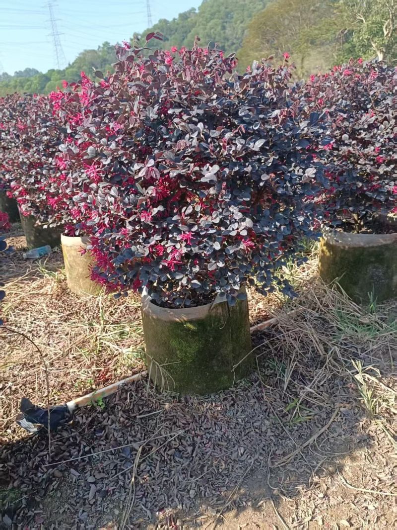 60-1米高红继木球大量出售