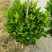 60-1米高非洲茉莉球大量出售