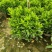 60-1米高非洲茉莉球大量出售