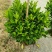 60-1米高非洲茉莉球大量出售