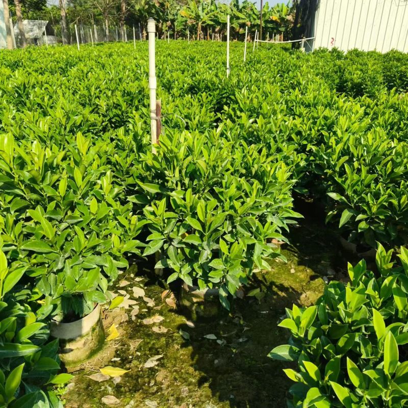 60-1米高非洲茉莉球大量出售