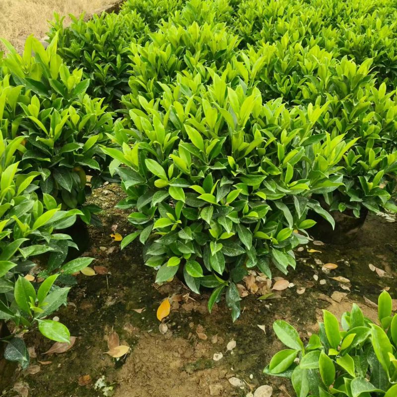 60-1米高非洲茉莉球大量出售