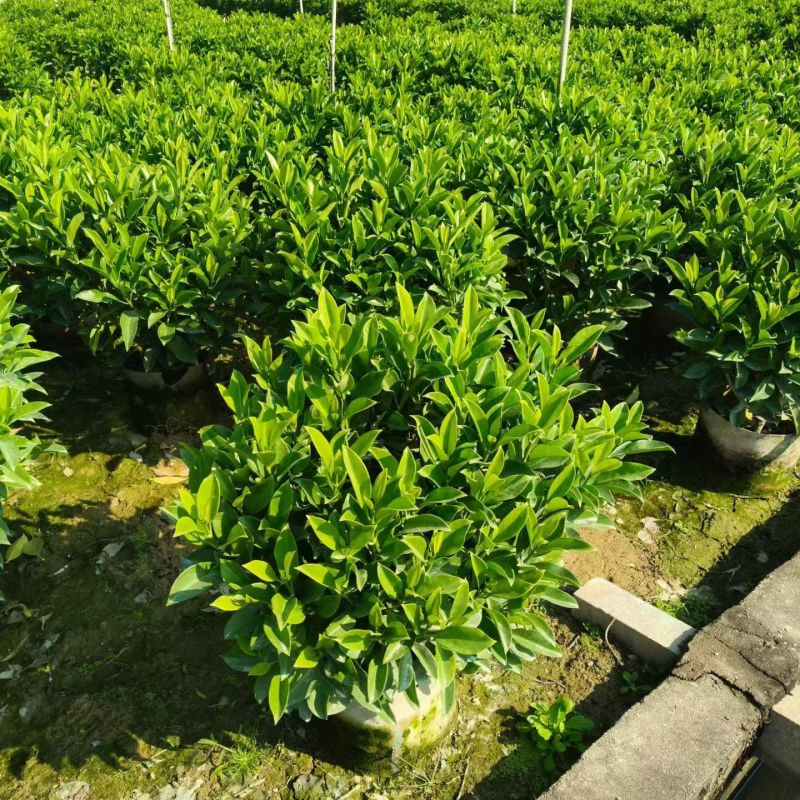 60-1米高非洲茉莉球大量出售