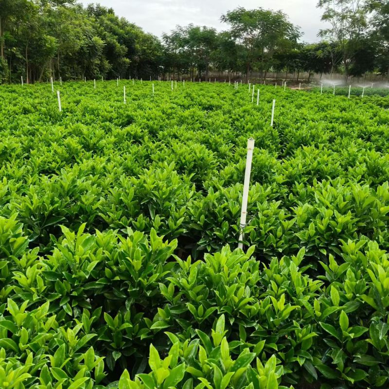 60-1米高非洲茉莉球大量出售