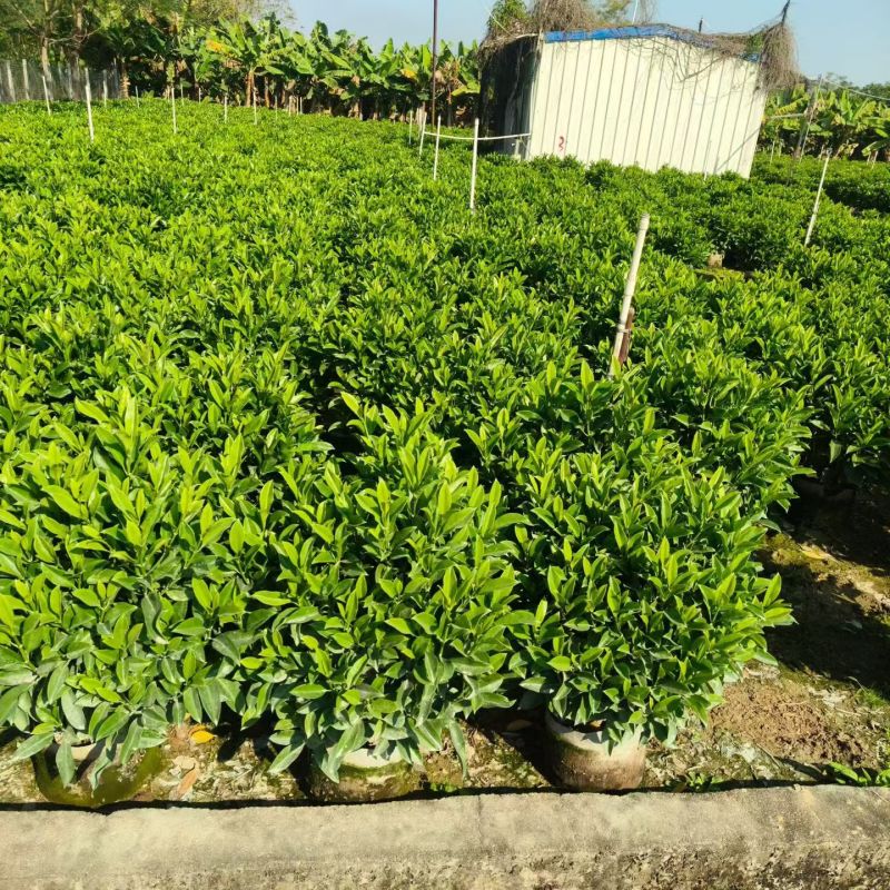 60-1米高非洲茉莉球大量出售