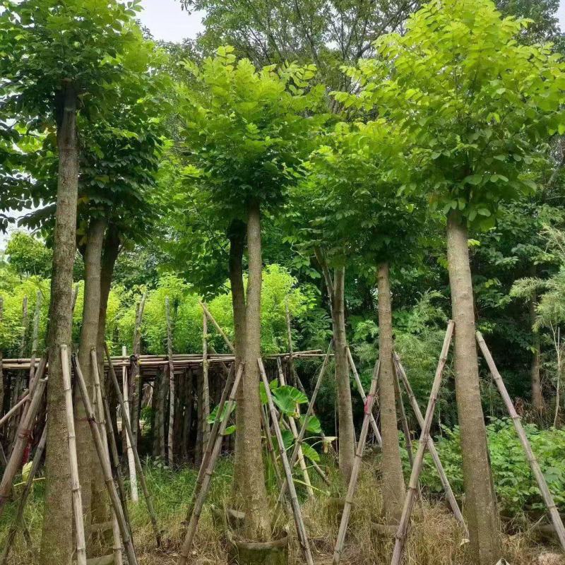 火焰木3-15分大量出售