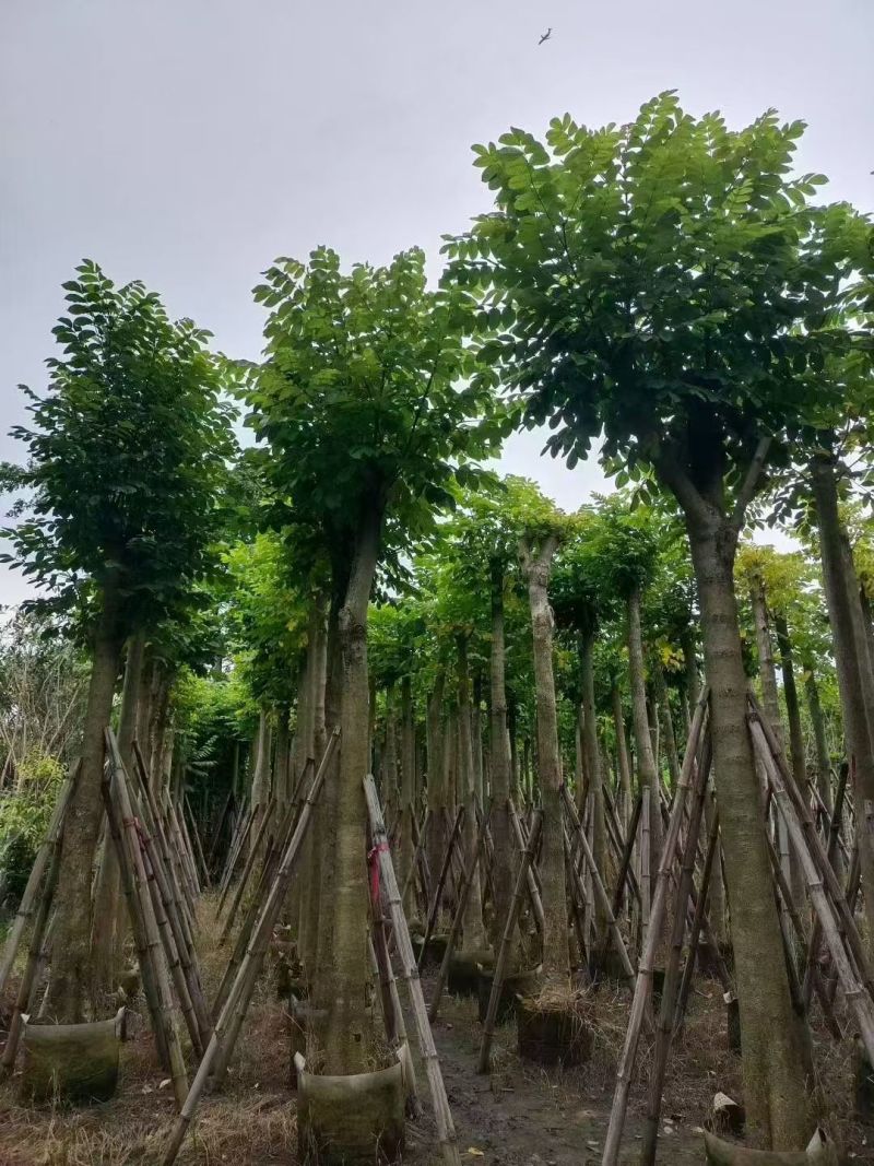 火焰木3-15分大量出售