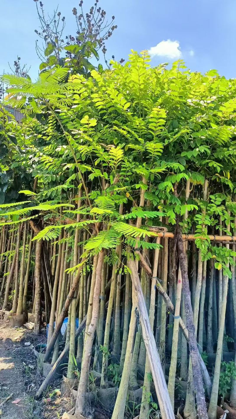 火焰木3-15分大量出售