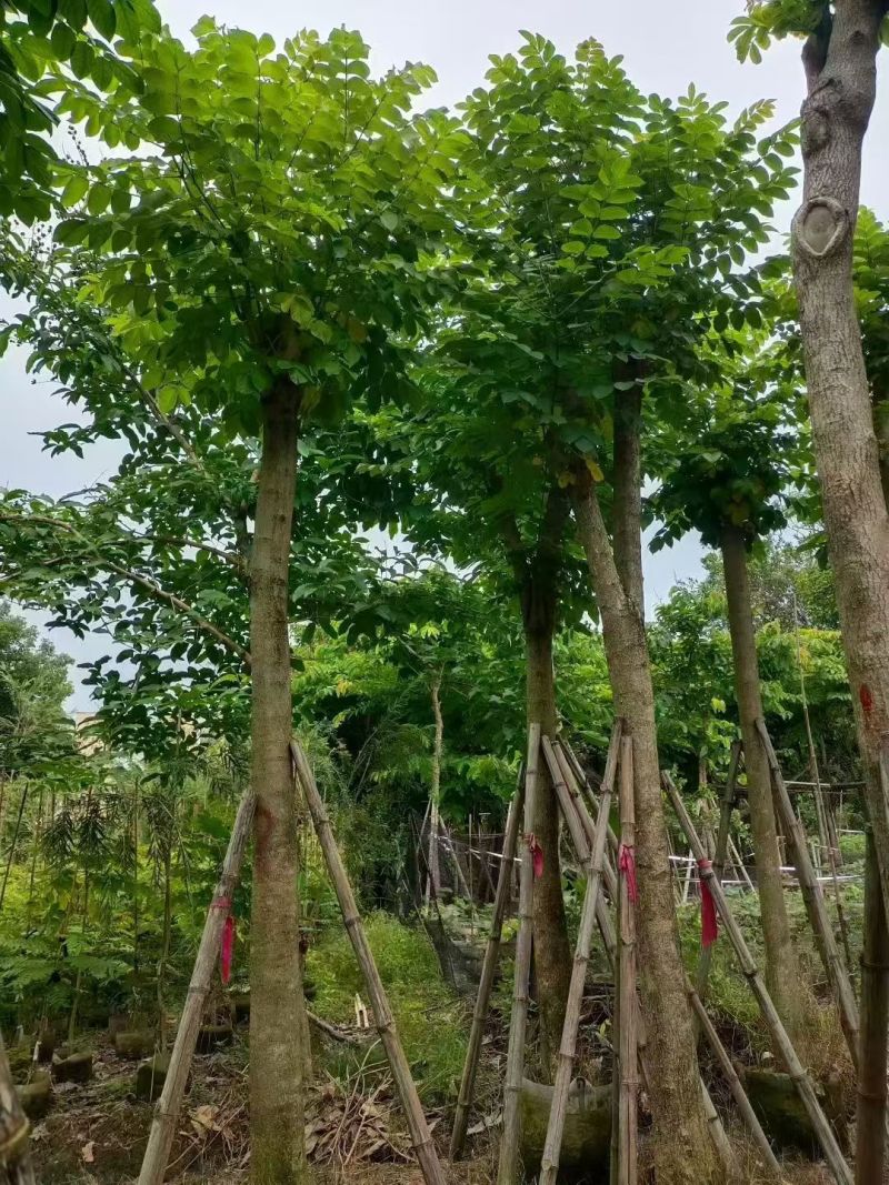 火焰木3-15分大量出售