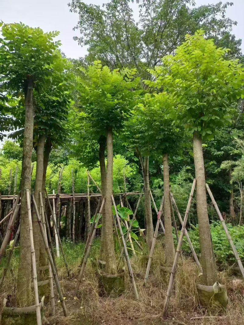 火焰木3-15分大量出售