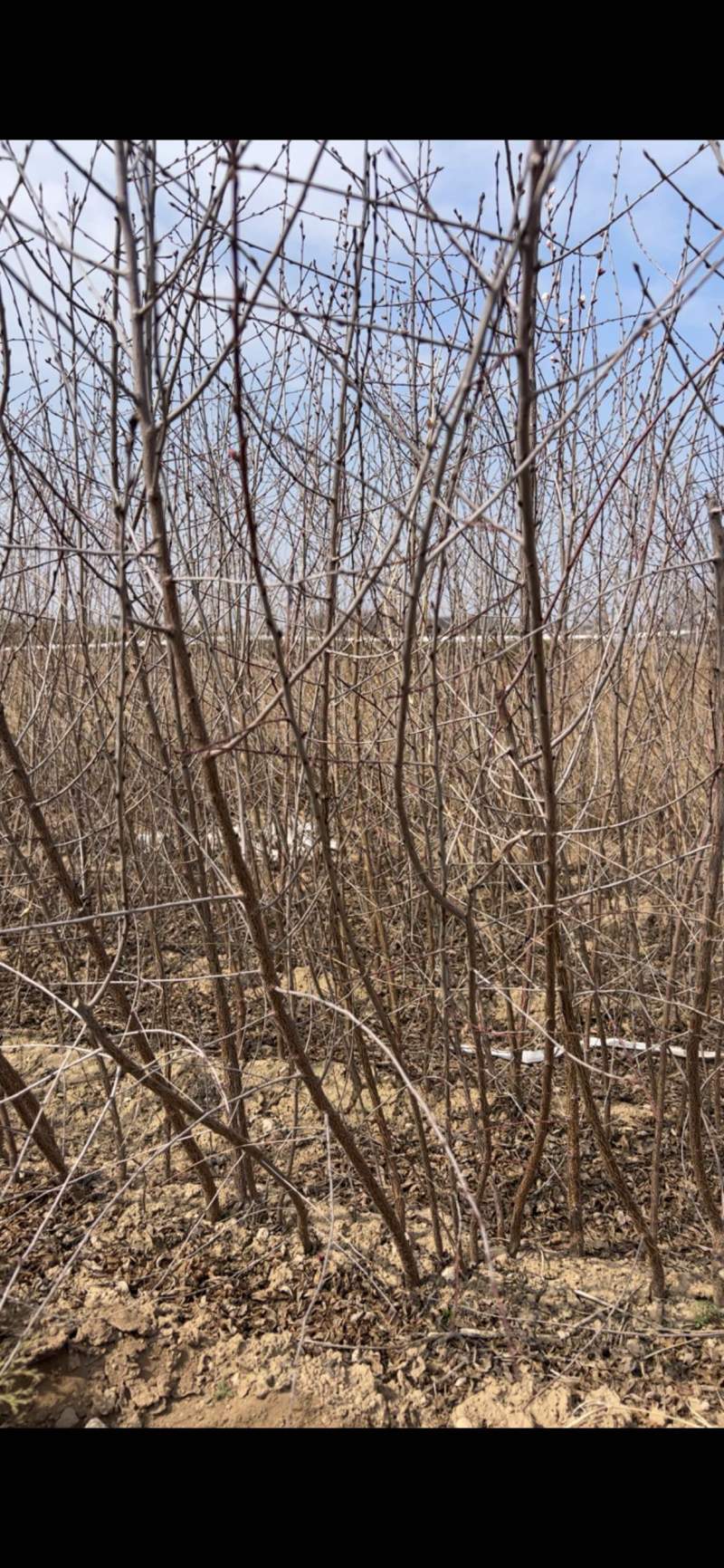 桃树苗山桃苗嫁接桃树成品砧木苗现挖现发量大优惠