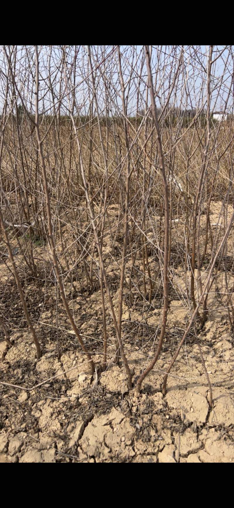 桃树苗山桃苗嫁接桃树成品砧木苗现挖现发量大优惠