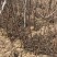 桃树苗山桃苗嫁接桃树成品砧木苗现挖现发量大优惠
