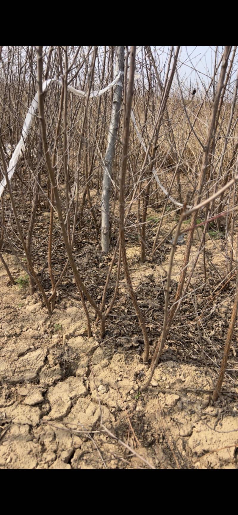 桃树苗山桃苗嫁接桃树成品砧木苗现挖现发量大优惠