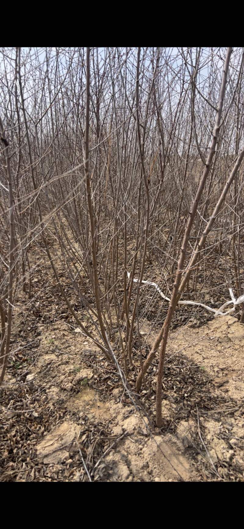 桃树苗山桃苗嫁接桃树成品砧木苗现挖现发量大优惠