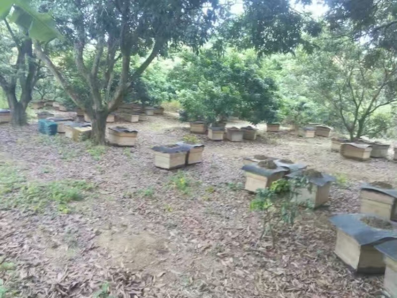 荔枝蜂蜜，龙眼蜂蜜