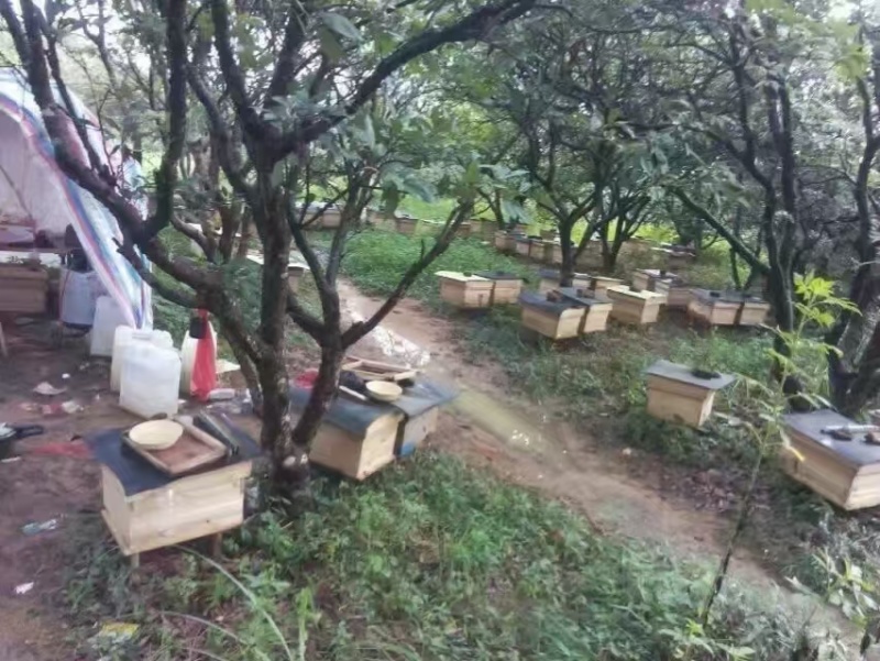 荔枝蜂蜜，龙眼蜂蜜