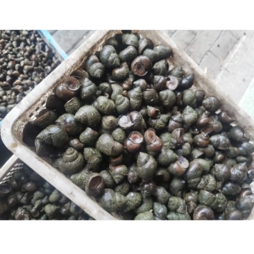 湖北精品厚田螺，质量好，肉质Q弹，量大优惠欢迎采购