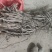 鱼藤大量供应，有实力企业请联系