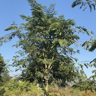 2603苗圃供应花旗木泰国樱花大树