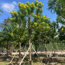2603苗圃供应黄钟花庭院花园开花小乔木