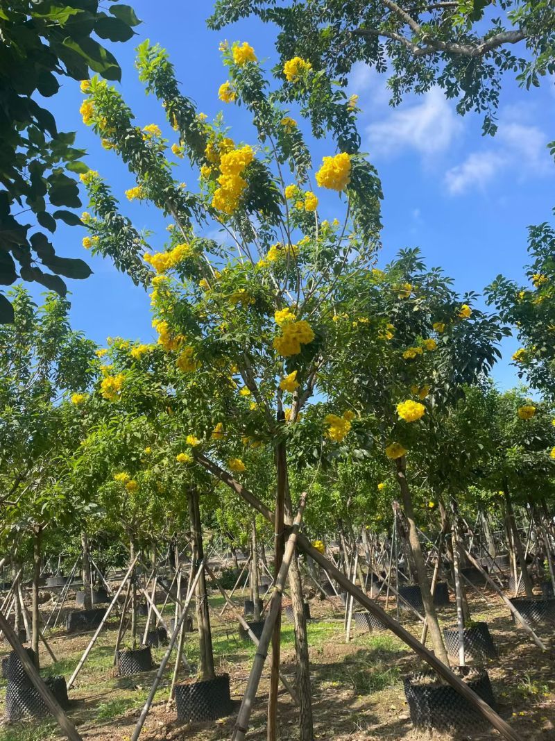2603苗圃供应黄钟花庭院花园开花小乔木