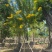 2603苗圃供应黄钟花庭院花园开花小乔木
