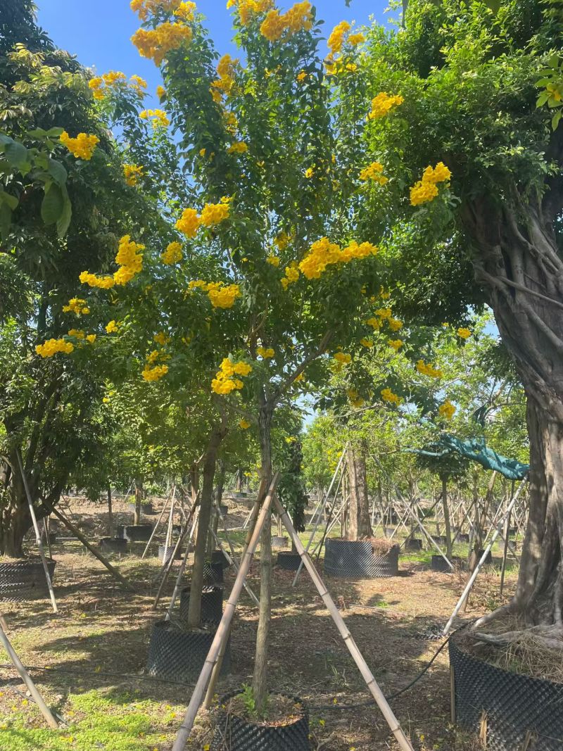 2603苗圃供应黄钟花庭院花园开花小乔木