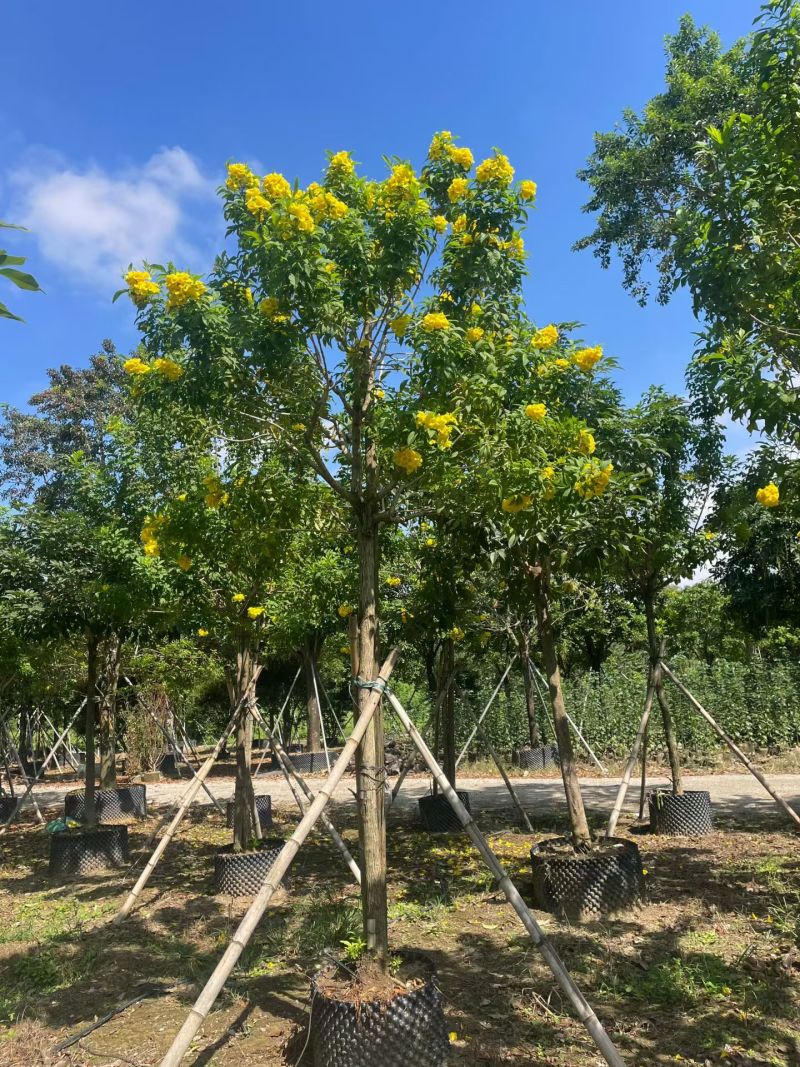 2603苗圃供应黄钟花庭院花园开花小乔木