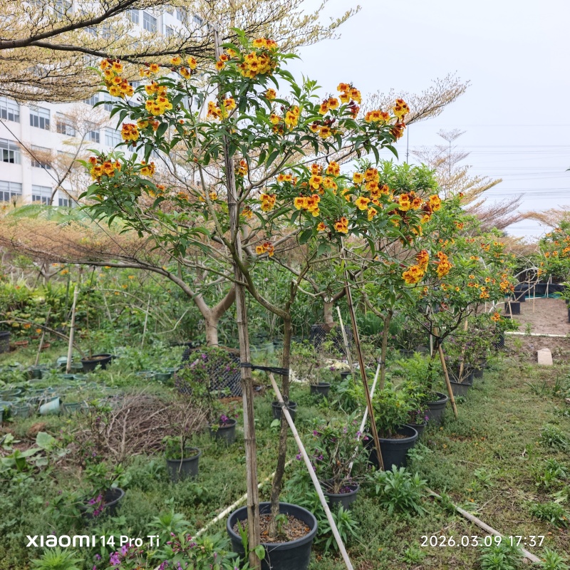 2603苗圃供应黄钟花庭院花园开花小乔木