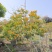 2603苗圃供应黄钟花庭院花园开花小乔木