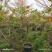 2603苗圃供应黄钟花庭院花园开花小乔木