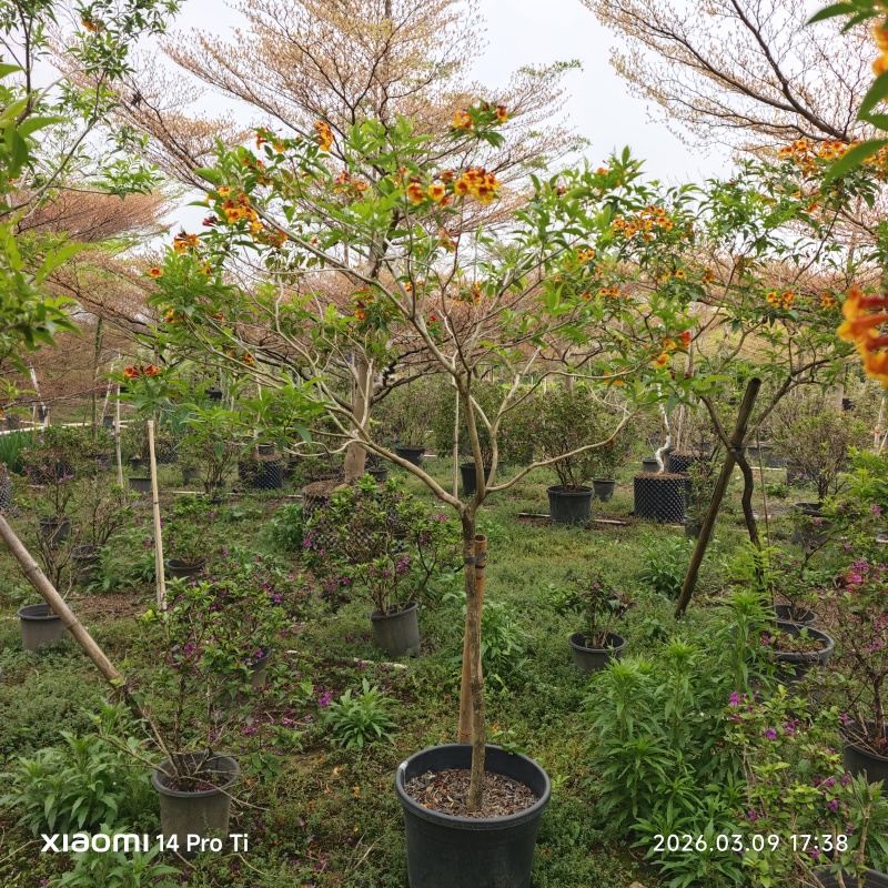 2603苗圃供应黄钟花庭院花园开花小乔木