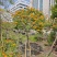 2603苗圃供应黄钟花庭院花园开花小乔木