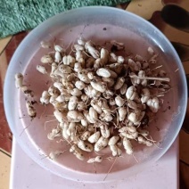 2年太白贝母川贝母种子鳞茎地果底果