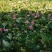 2026年新鲜青莲蓬、花莲蓬7月1大量山市
