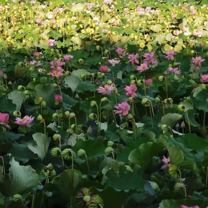 2026年新鲜青莲蓬、花莲蓬7月1大量山市