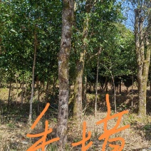 樟树20-50公分，价格私聊，物美价廉，产地从优