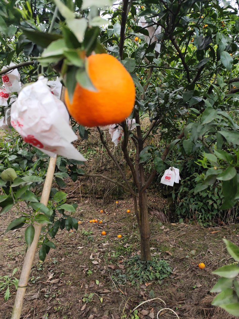 明日见